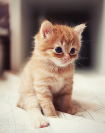Как приучить кота к лотку ー советы от профессионалов