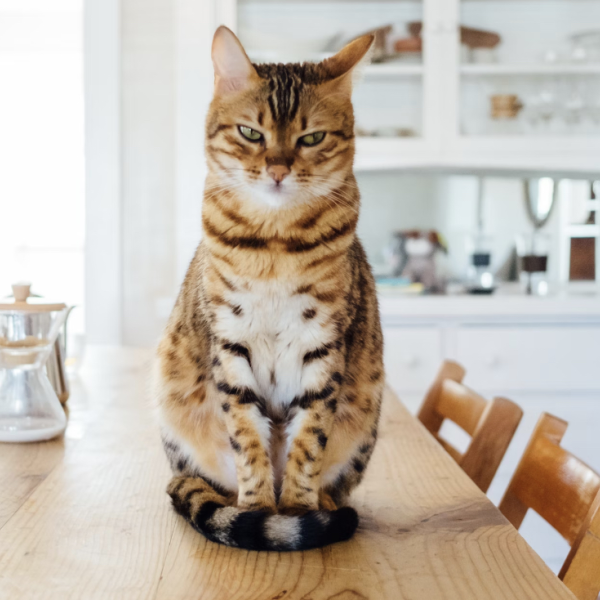 Стресс у кота: симптомы и методы борьбы со стрессом у кошек